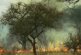 brush fire small